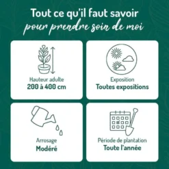 Laurier cerise 80/100 cm. Le pot de 5 litres