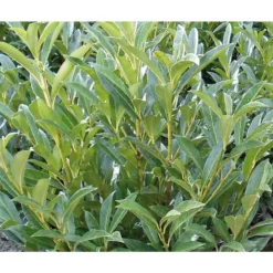 Laurier cerise 80/100 cm. Le pot de 5 litres