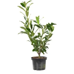 Laurier cerise (Laurier palme) du Caucase vert. Le pot de 3 litres