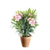 Laurier rose Nerium Oleander bicolore 75/85 cm