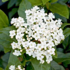 Laurier-tin (Viorne tin) Giganteum blanc. Le pot de 3 litres