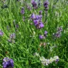 Lavande Angustifolia Dwarf Blue à fleurs bleues. Le pot de 3 litres