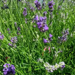 Lavande Angustifolia Dwarf Blue à fleurs bleues. Le pot de 3 litres