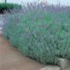Lavande Angustifolia Grosso en pot de 7,5 litres