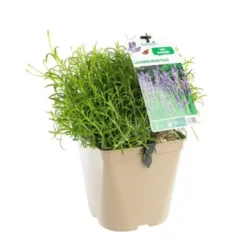 Lavande Angustifolia Munstead à fleurs violettes. Le pot de 3 litres