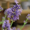 Lavande Angustifolia Munstead - pot 3 L