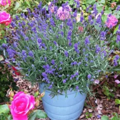 Lavande Bleu de Gien. Le pot de 4 litres