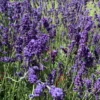 Lavande bleue. Le pot de 3 litres