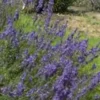 Lavande bleue. Le pot de 15 litres