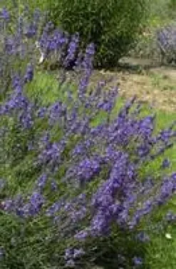 Lavande bleue. Le pot de 15 litres