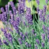Lavande coloris violet Stoechas® Blueberry Ruffles - 3 L