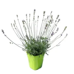 Lavande Little Lady. Le pot de 4 litres