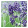 Lavande Officinale - pot 5 L