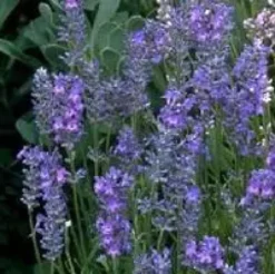Lavandula Ang.Blue Wonder - Le pot de 5 litres