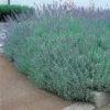 Lavandula Angustifolia Grosso – Pot déco de 10L