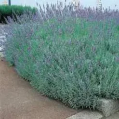 Lavandula Angustifolia Grosso – Pot déco de 10L