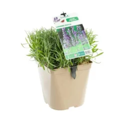 Lavandula Intermedia ou Lavandin Dutch à fleurs violettes. Le pot de 3 litres