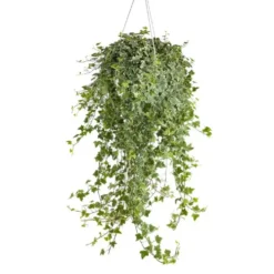 Lierre - La suspension de 19 cm