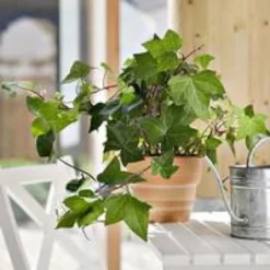 Lierre. Le pot de 13 cm