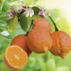 Lime coloris rouge - 2,5 L