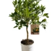 Limequat coloris orange - 5 L