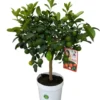 Lime rouge coloris vert - 5 L