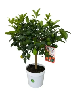 Lime rouge coloris vert - 5 L