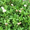 Lippia Nudiflora - La barquette de 6 plants