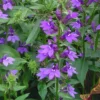 Lobelia - Le pot de 5 litres