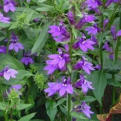 Lobelia - Le pot de 5 litres