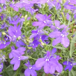 Lobelia ou lobélie - Le pot de 4,5 litres.