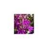 Lobélia Speciosa Hadsen Purple - Le pot de 3 litres