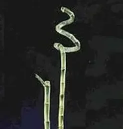 Lucky Bamboo droit. 80 cm