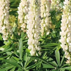 Lupin blanc - Le pot de 9 x 9 cm