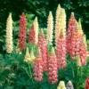 Lupinus X Gallery - Le pot de 1 litre