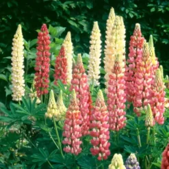Lupinus X Gallery - Le pot de 1 litre