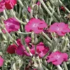 Lychnis Carmin - Le pot de 9 x 9 cm