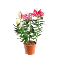 Lys After Eight 4 PP 70 cm. Le pot de 19 cm