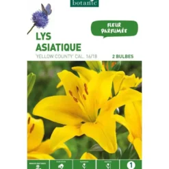 Lys Asiatique Yellow county jaune botanic® - 2 bulbes