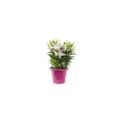 Lys. Le pot de Ø 21 cm