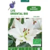 Lys Oriental Helvetia bio blanc botanic® - 2 bulbes