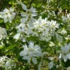 Magnolia Caduc Stellata blanc. Le pot de 4 litres