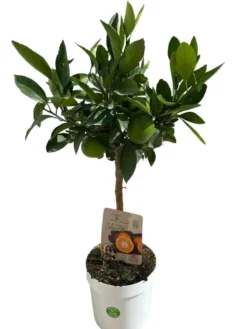 Mandarinier Satsuma coloris orange - 5 L