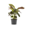 Maranta Amabilis multicolore. Le pot Ø 10,5 cm