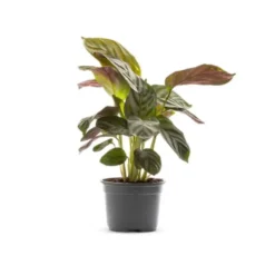 Maranta Amabilis multicolore. Le pot Ø 10,5 cm