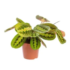 Maranta Leuconeura Red Stripe pot Ø12xH18 cm