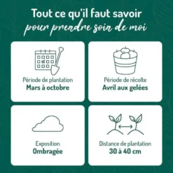 Menthe Verte Bio. Le pot de 1 litre