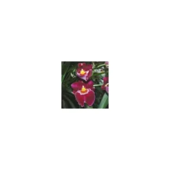 Miltonia 2 Branches botanic® Pot Ø12 cm