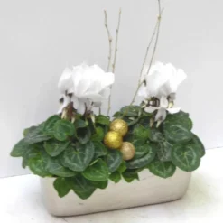 Mini Cyclamen - La jardinette champagne de 25 cm
