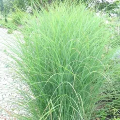 Miscanthus Sinensis Gracillimus - Le pot de 2 litres